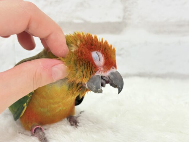 コガネメキシコインコ