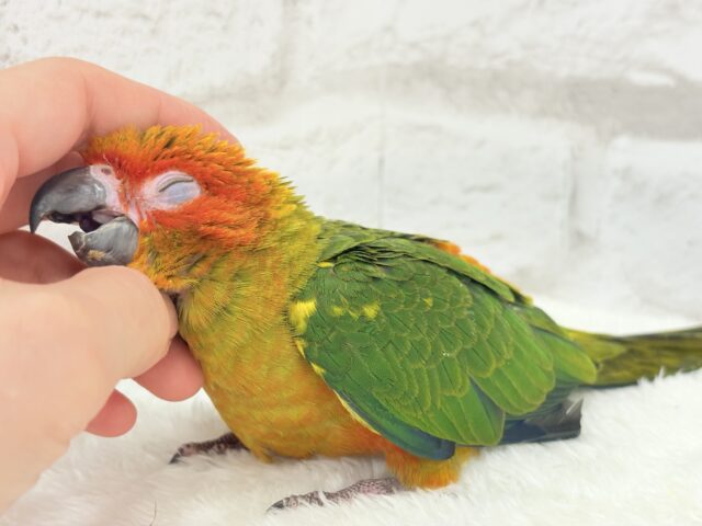 コガネメキシコインコ