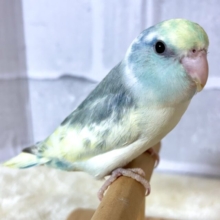 マメルリハ  ターコイズヘビーパイドブルー  男の子  💛💙🎵