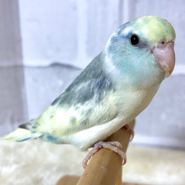 マメルリハ ターコイズヘビーパイドブルー 男の子 💛💙🎵