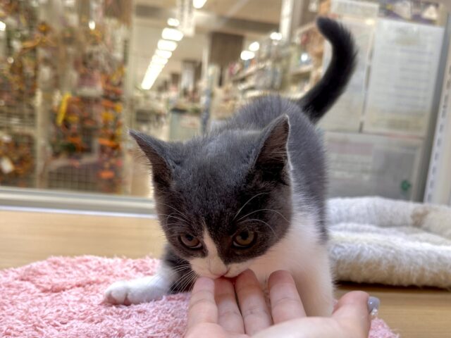 スコティッシュフォールド