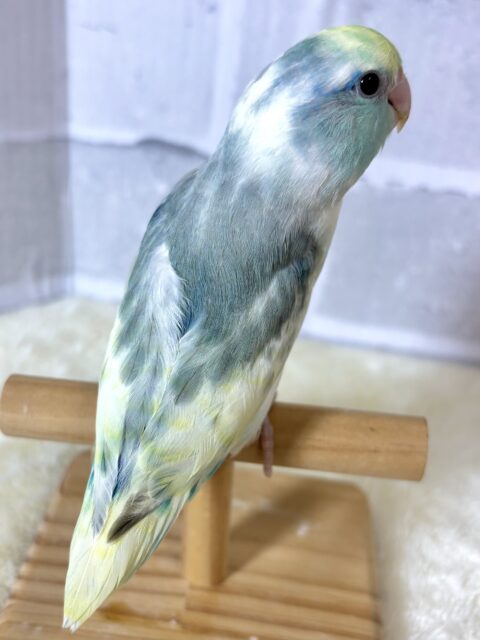 マメルリハ ターコイズヘビーパイドブルー 男の子 💛💙🎵 マメルリハ