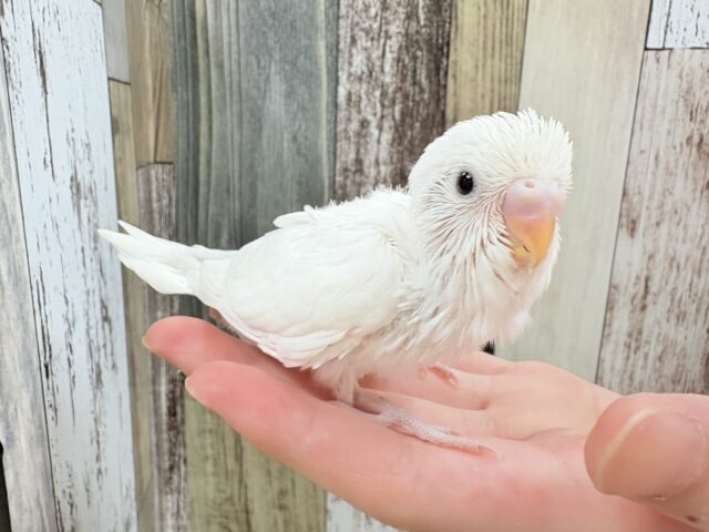 天使のような可愛さ❣️(ダブルファクター)(ヒナ)