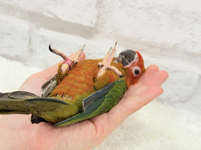 コガネメキシコインコ