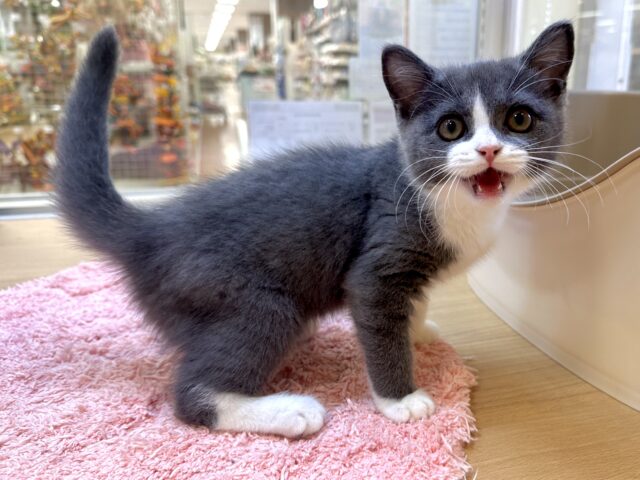 スコティッシュフォールド