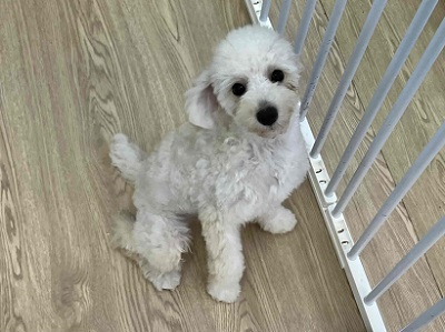 トイプードル