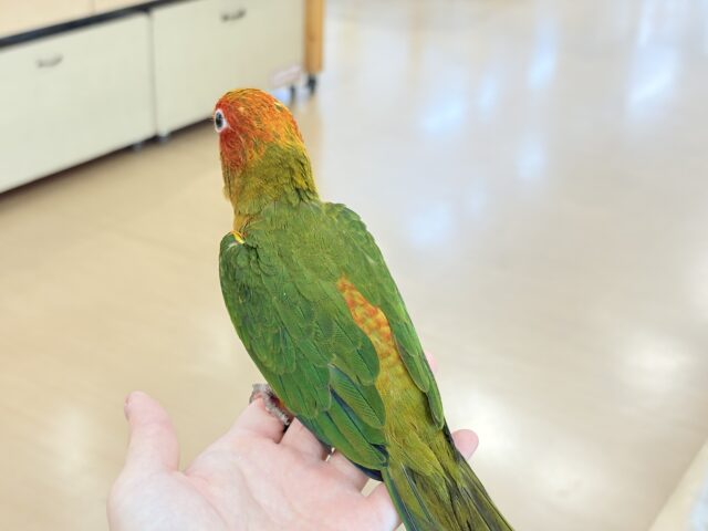 コガネメキシコインコ