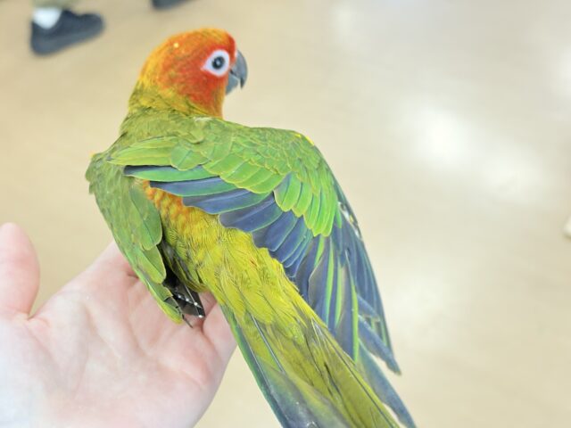 コガネメキシコインコ