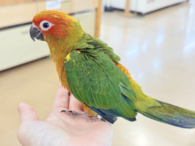 コガネメキシコインコ