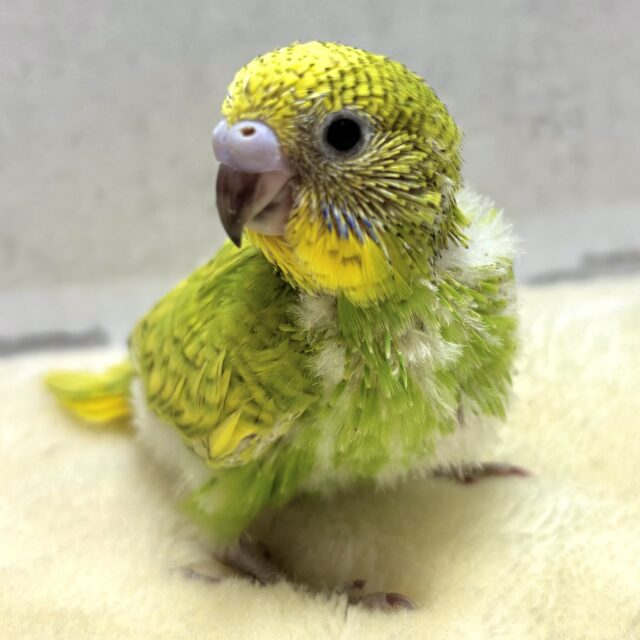 セキセイインコ