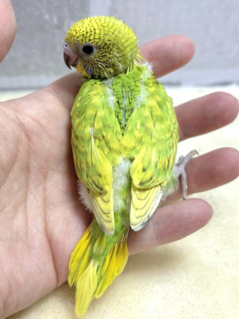 セキセイインコ