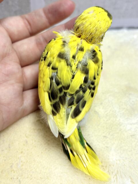 セキセイインコ