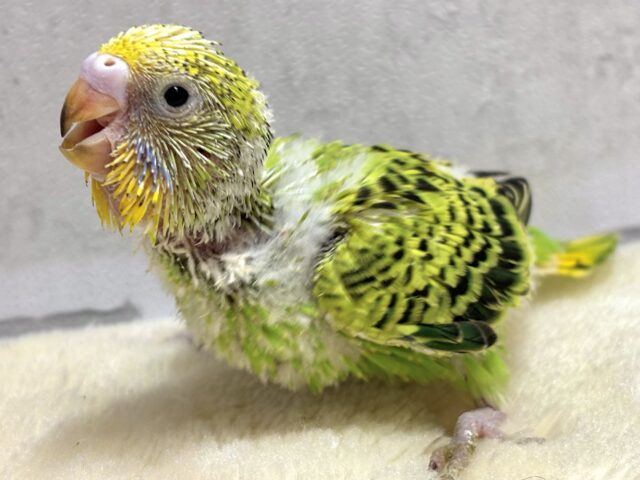 セキセイインコ