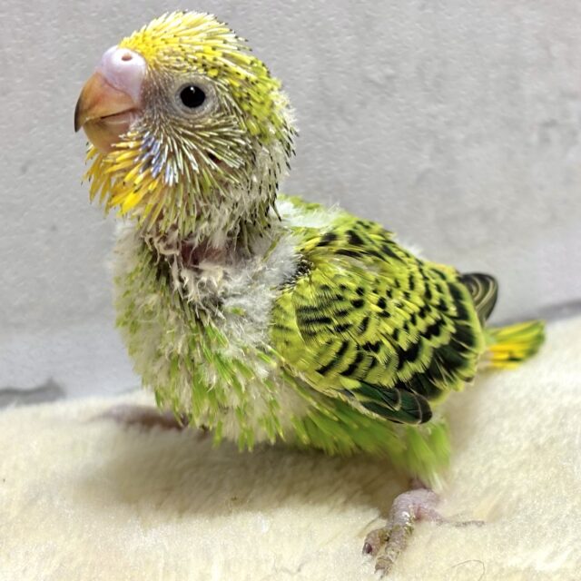 セキセイインコ