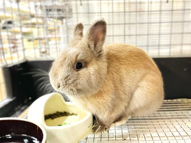 ネザーランドドワーフ