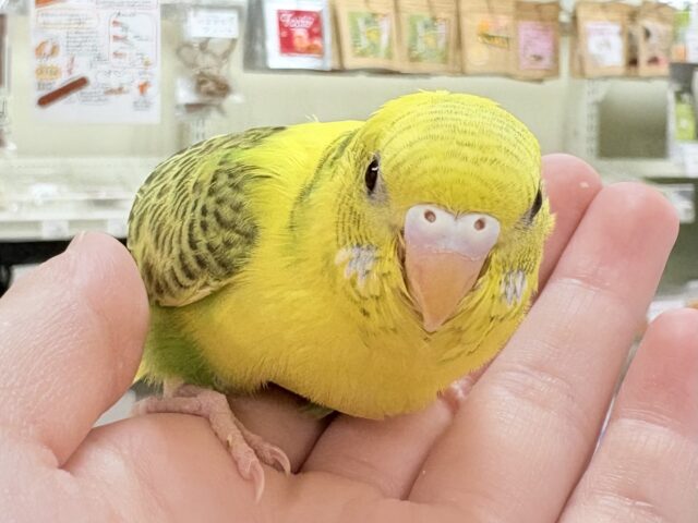 セキセイインコ