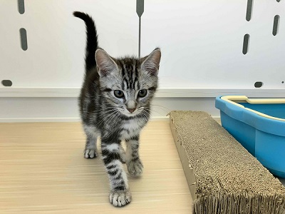 アメリカンショートヘア