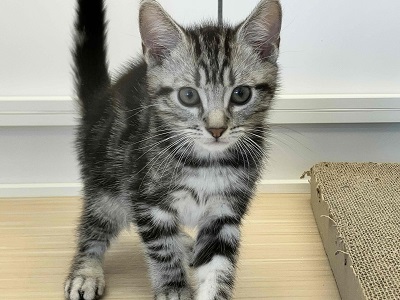 アメリカンショートヘア