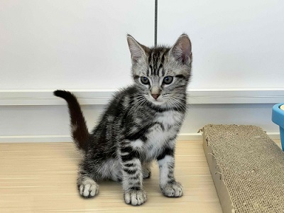 アメリカンショートヘア