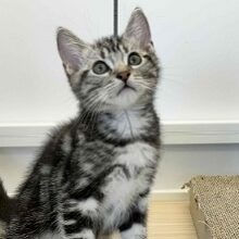 昔っからの人気者！アメショの男のコがやって来たよ＾＾