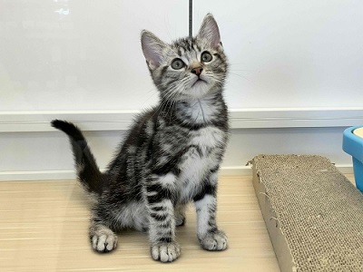 アメリカンショートヘア