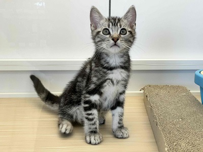 アメリカンショートヘア