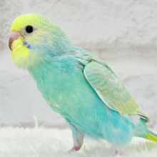 【最新画像更新🪄】まだまだ夏感じる🏖トロピカル🫧セキセイインコ(パステルカラーレインボー) ヒナ