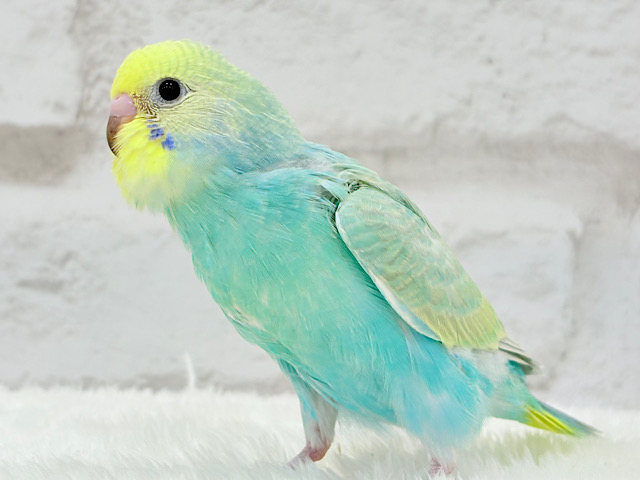 【最新画像更新🪄】まだまだ夏感じる🏖トロピカル🫧セキセイインコ(パステルカラーレインボー) ヒナ