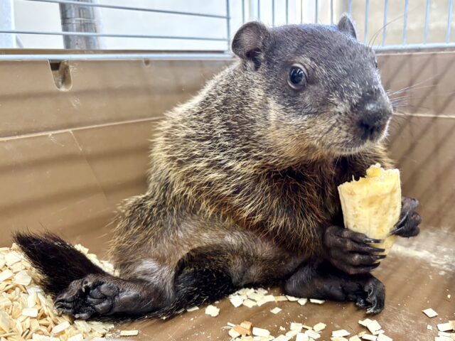 ウッドチャック