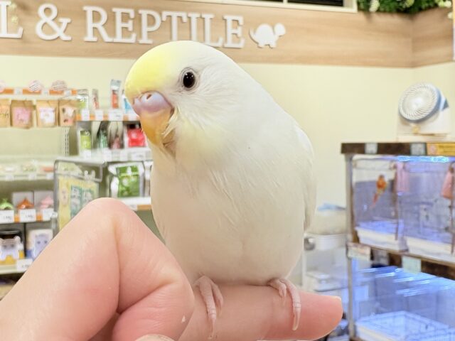 セキセイインコ