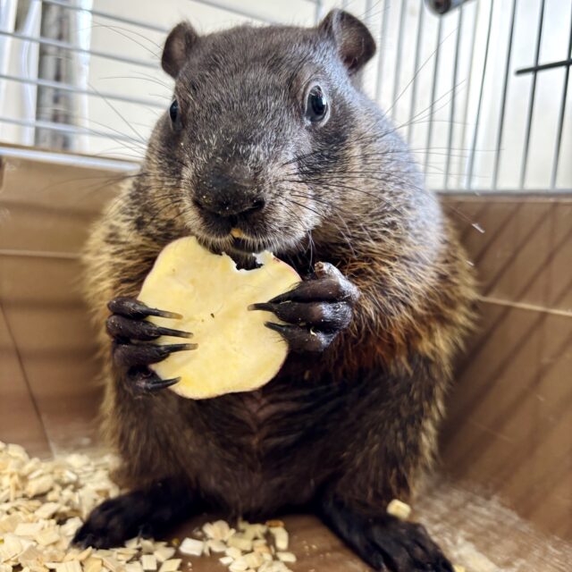 ウッドチャック 女の子 🤎🍎😋