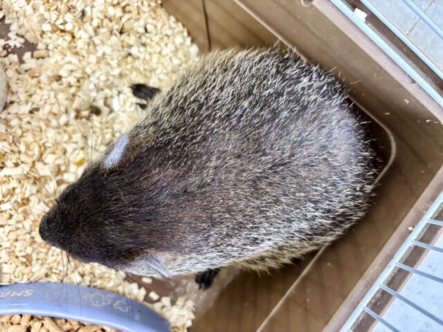 ウッドチャック