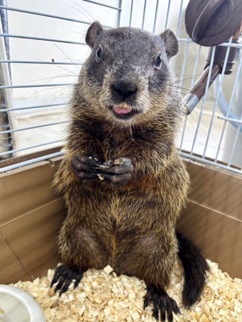 ウッドチャック