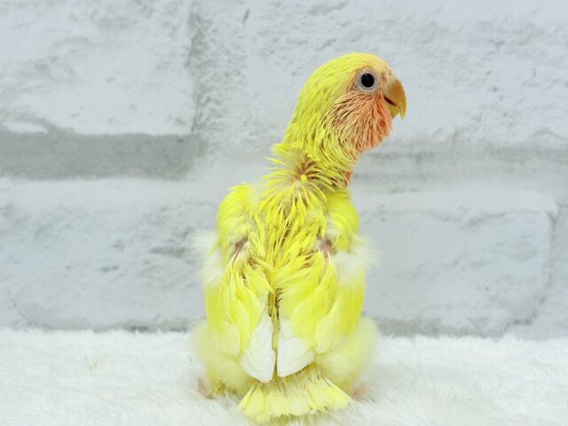 コザクラインコ（小桜インコ）