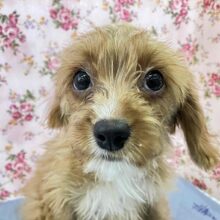 あまあまの甘えん坊はキャバリアとトイプーのハーフなの💖