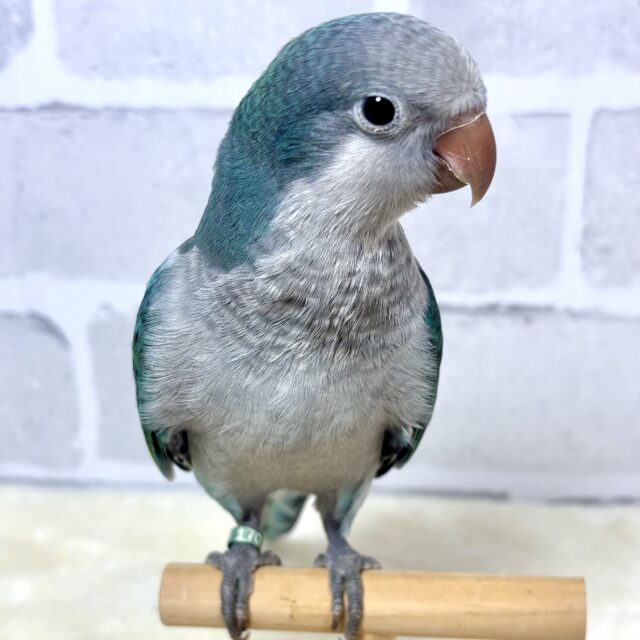 オキナインコ
