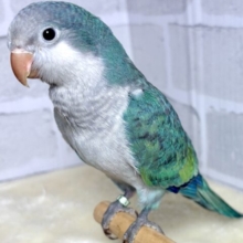 オキナインコ  アクアブルー  💙🩵🌊