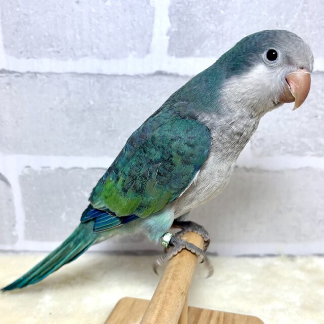 オキナインコ