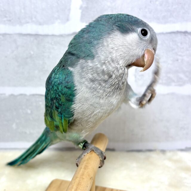 オキナインコ