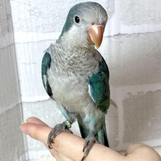 オキナインコ