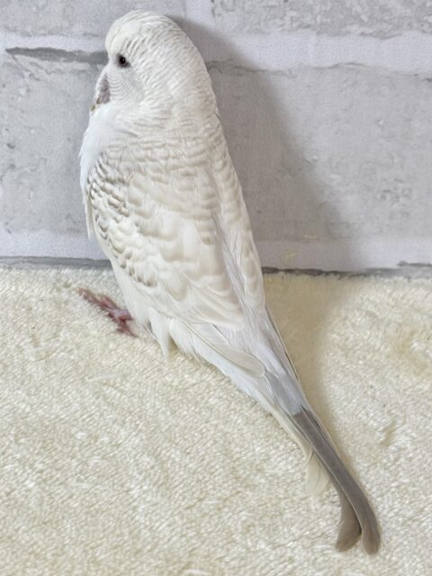 ジャンボセキセイインコ