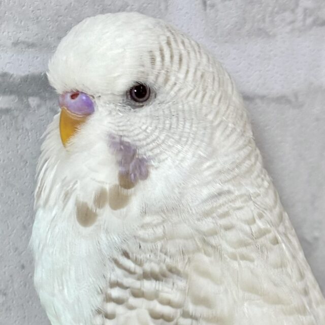 ジャンボセキセイインコ レースウイング ‎🤍🎀∗*ﾟ