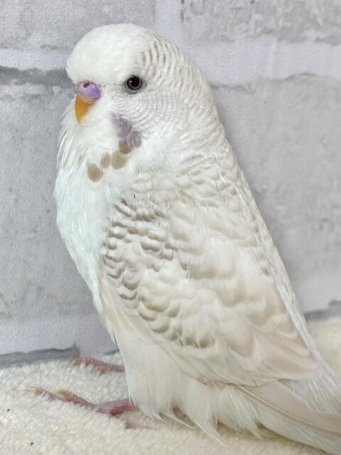 ジャンボセキセイインコ