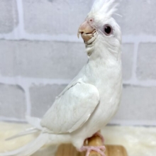 オカメインコ  ピュアホワイト  ‎🤍🪽✧*