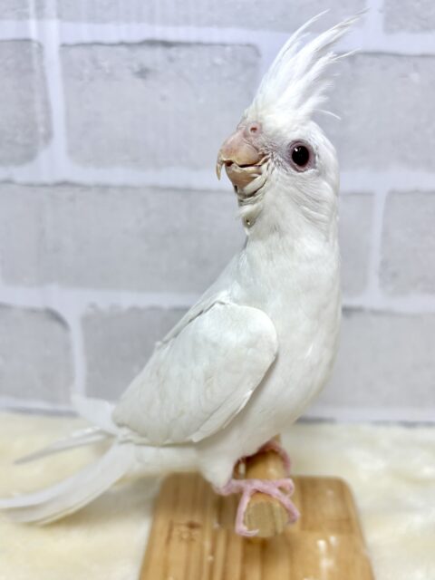 オカメインコ ピュアホワイト ‎🤍🪽✧*