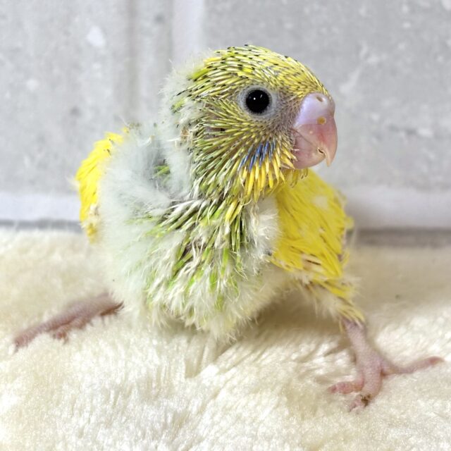 セキセイインコ