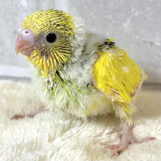 セキセイインコ