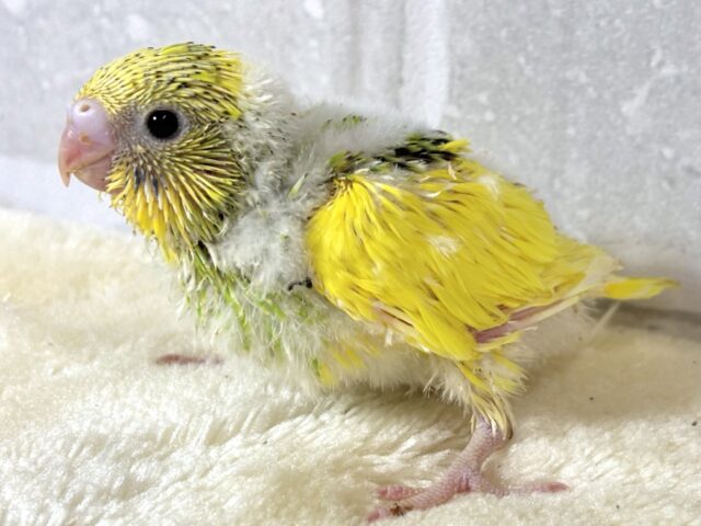 セキセイインコ