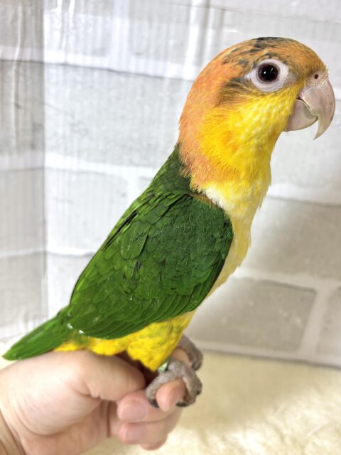 シロハラインコ