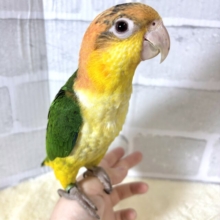シロハラインコ  女の子  🍐🍊🍋